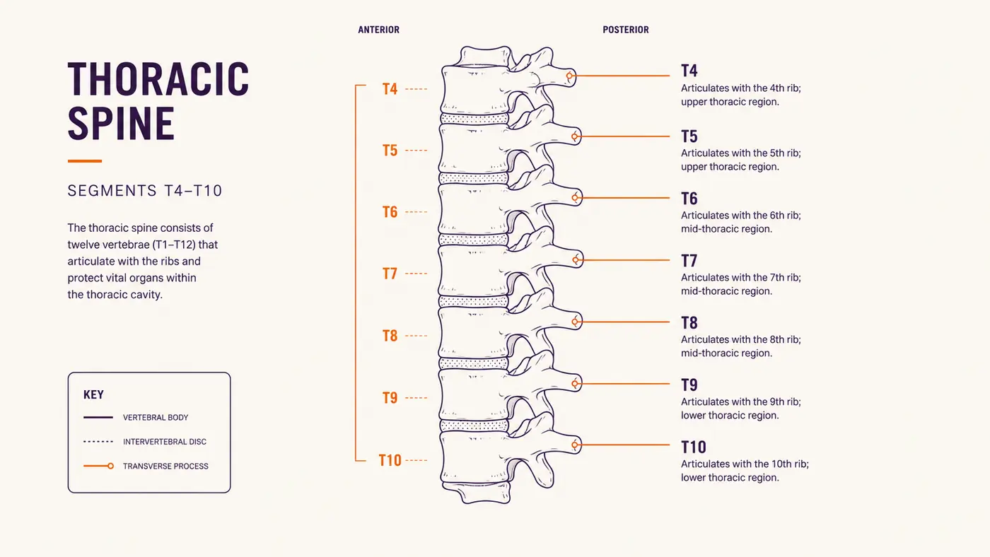 Diagram-style illustration showing the thoracic spine segments T4 through T10 targeted during a wheel roll